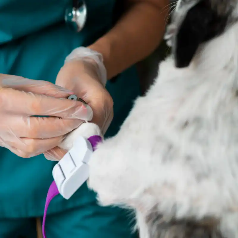 Pet Care