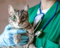Pet care